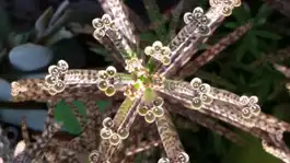 Alien Plant